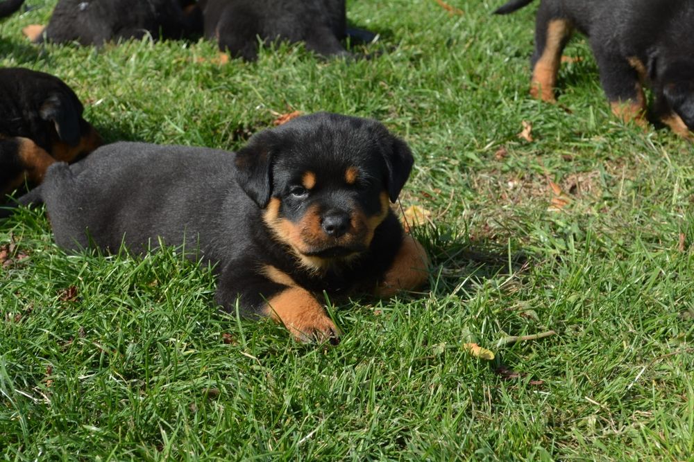 Cățelușa rottweiler cu pedigree
