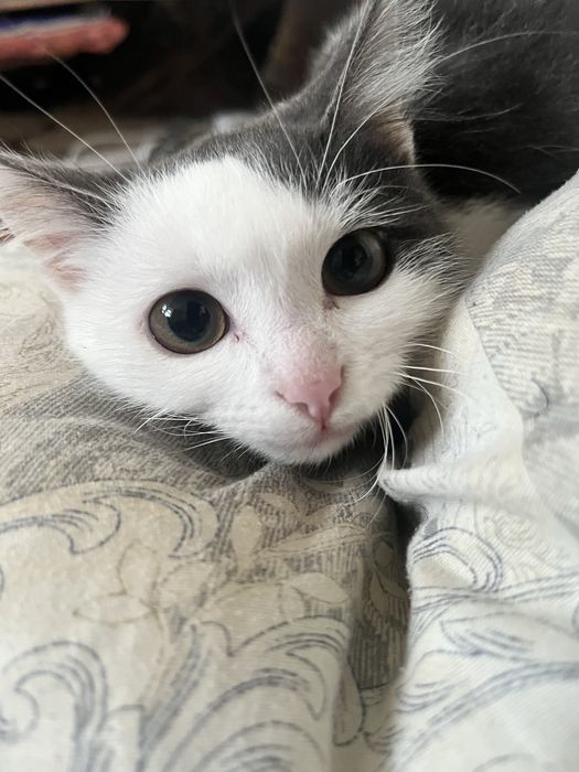 добрые руки Кошка мальчик