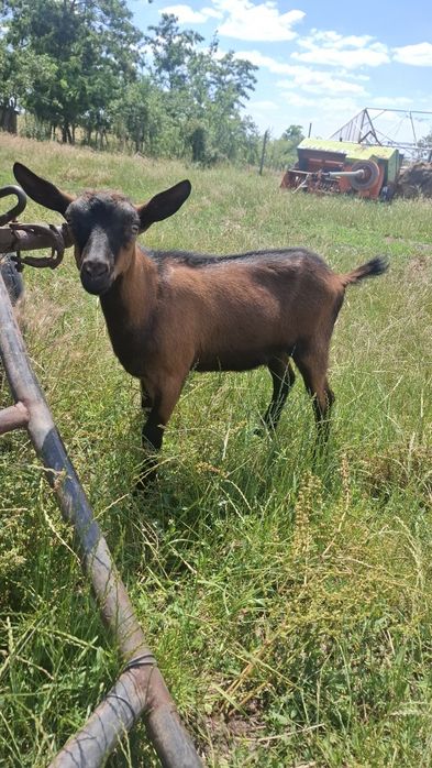 Vând țăpișorii alpin francez
