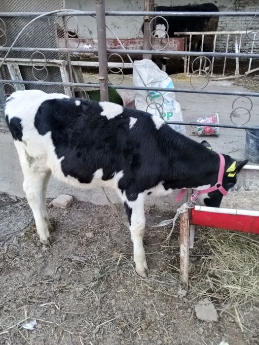 Nimetiski golshten sotilad