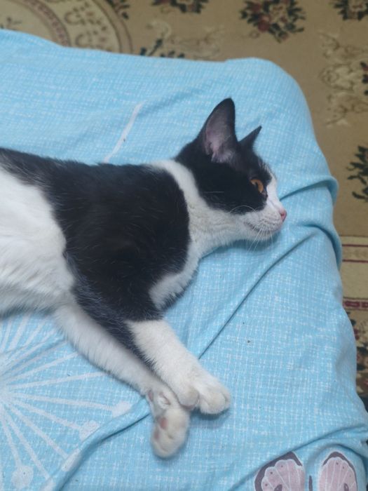 Отдам кошку в добрые руки
