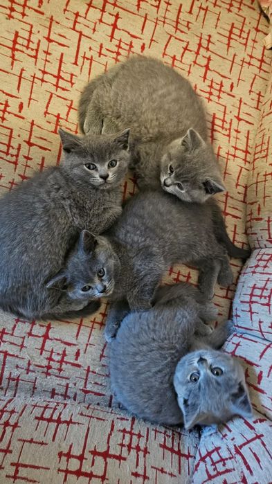 Pisicuțe micuțe cauta dragoste