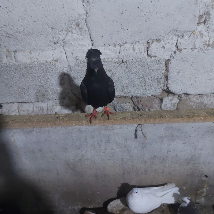 Жук двух чуби самец лет с игрой