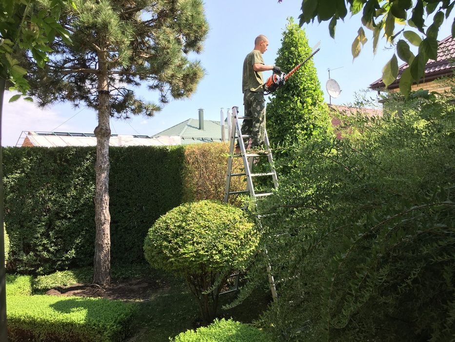 Обрезка деревьев, винограда, стрижка ёлок, осенние обработка деревьев