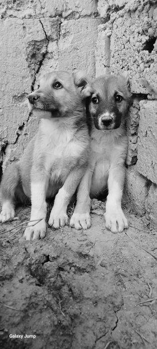 Собака 1мес 7 кг