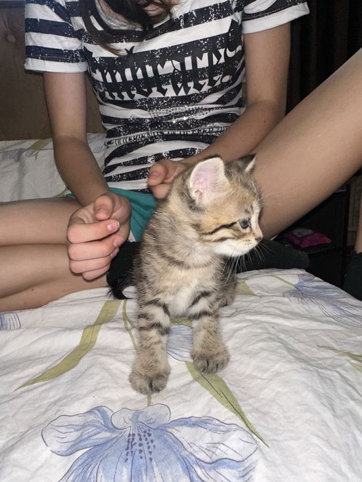 Отдаю котят в хорошие руки