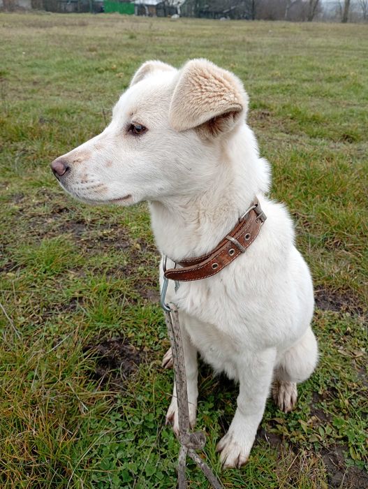 Подарявам малко бяло кученце