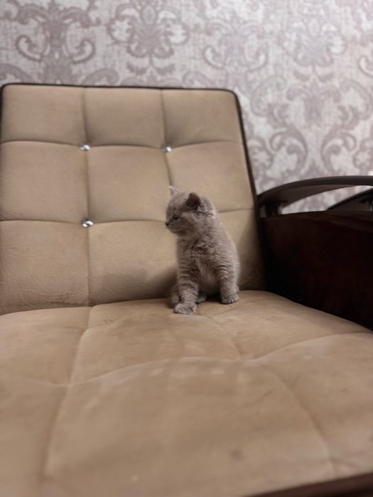 Срочно продается скоттиш страйт девочка