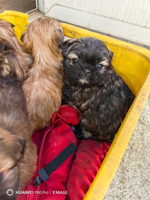 Пекинез кралски куче