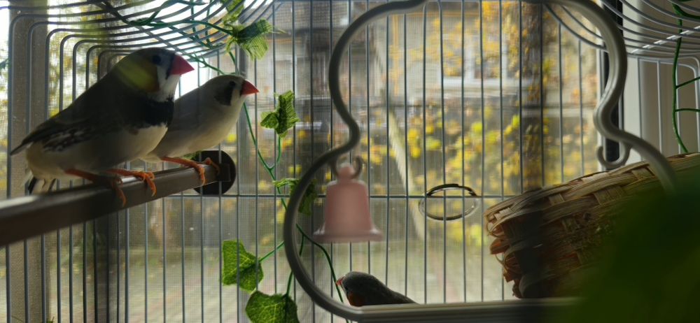 Schimb Cinteze zebrate