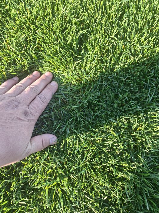 Gazon rulou plante ornamentale pentru gradina