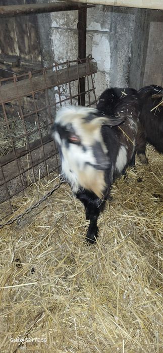 Schimb țap Carpatin