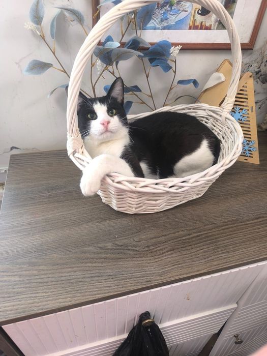 Котик в добрые руки