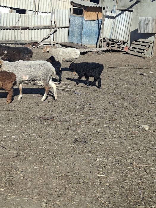 Овцы с ягнятами.