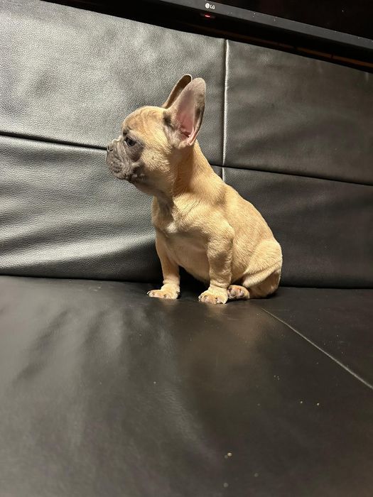 Bulldog francez blue fawn