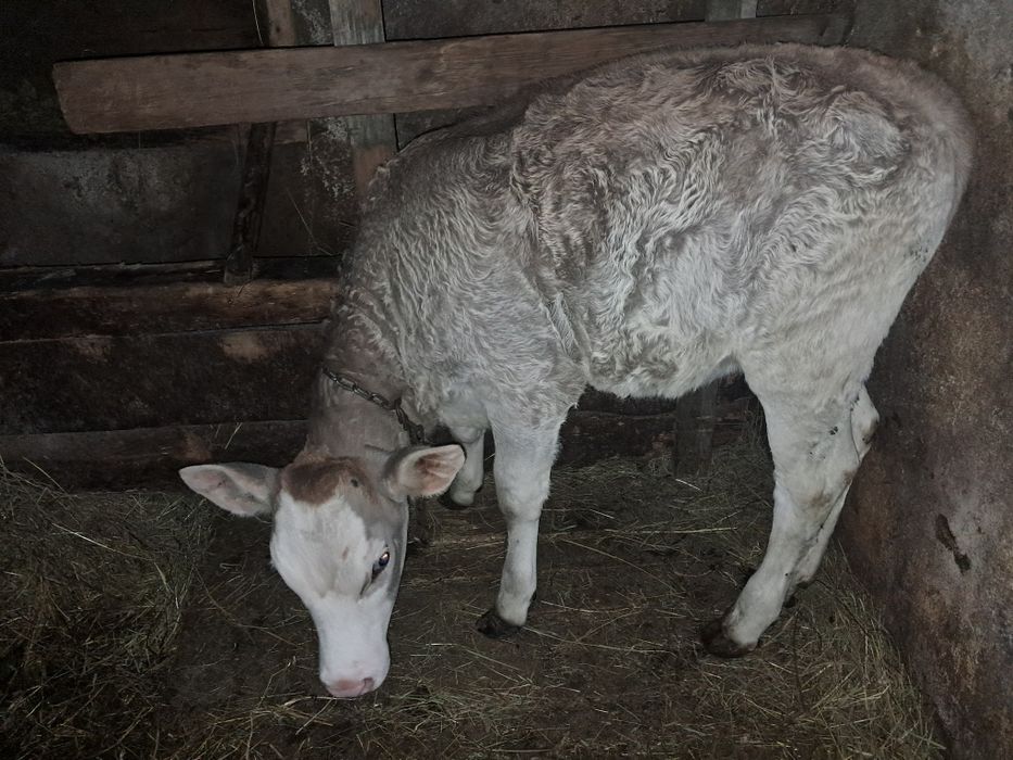 Vand vitea bruna Maramures 3 luni  3200 lei