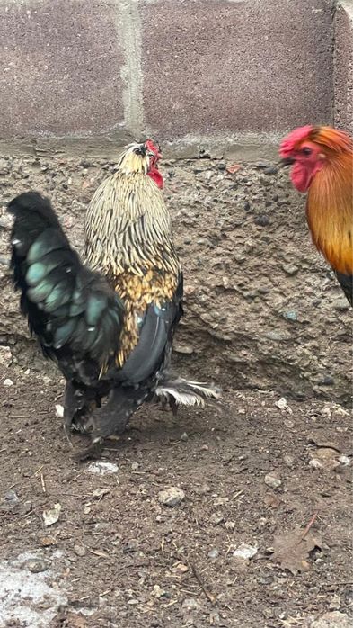 Карликовые петухи