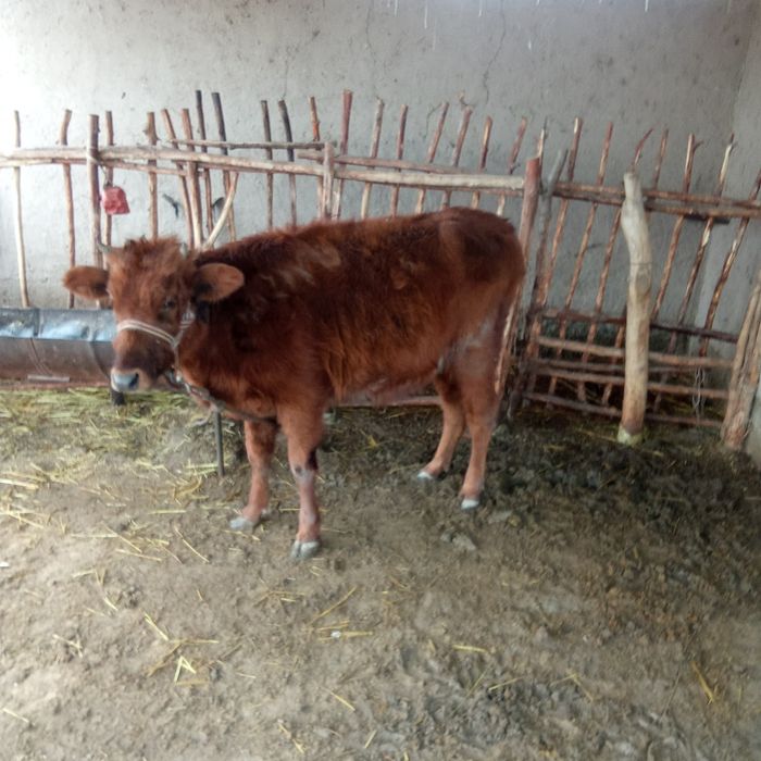 Мол сотилоди кочар