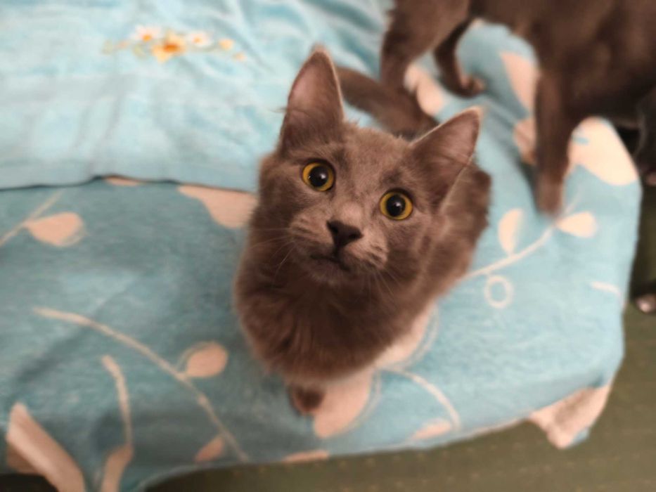 Продавам британски късокосмести долгокосмести котенца