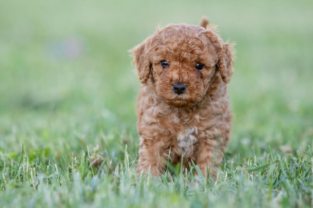 puiut Femela Poodle Toy Red