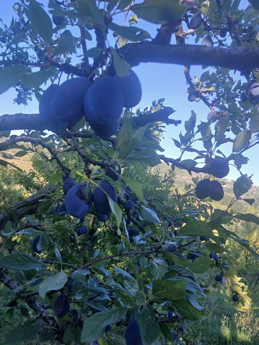 Prune Stanley si Anaspet pentru comercializare sau pentru tuica,mere Irisem si pere Monika de vanzare