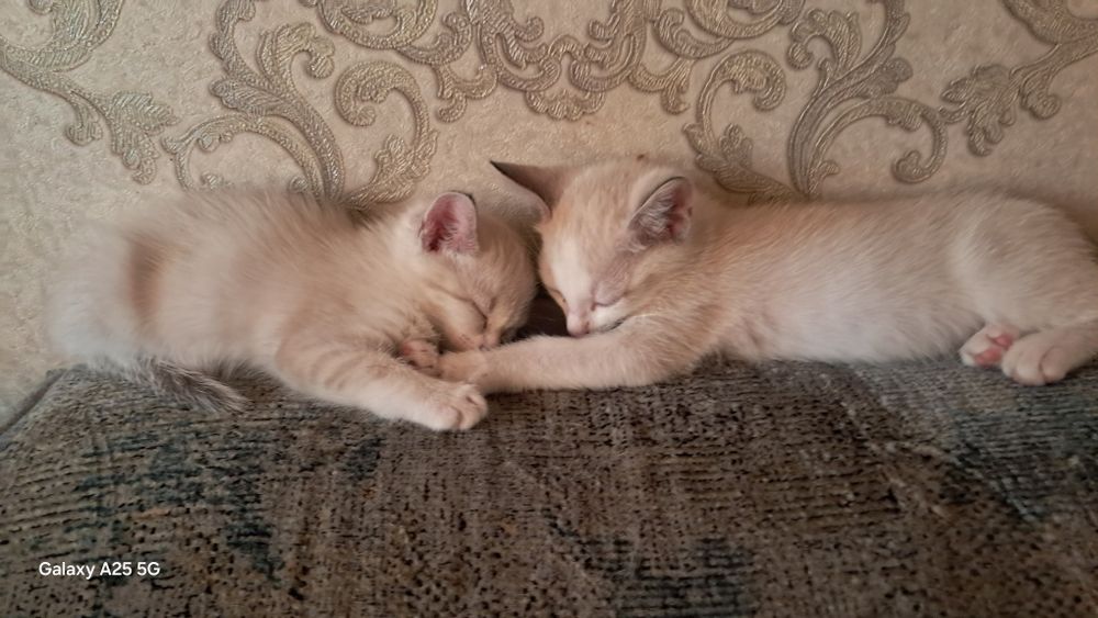Отдам котят, СРОЧНО