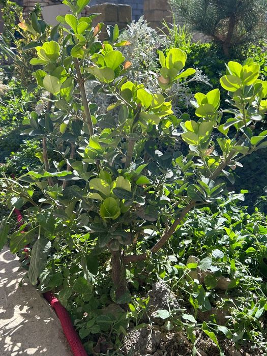 Кустарники, самшит, юка и тд