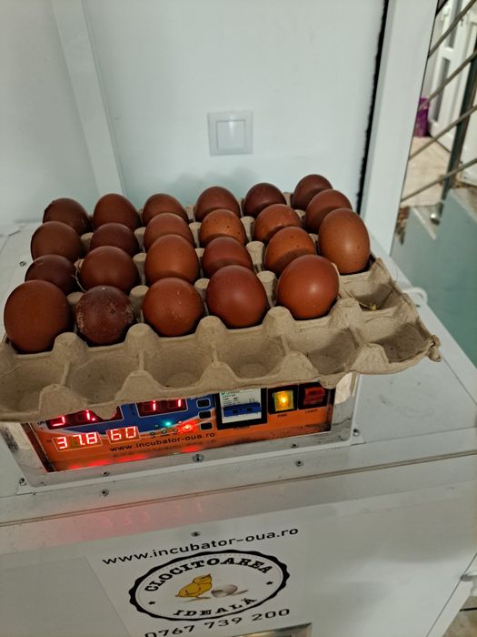 Vind ouă gaini de rasă Marans 10 lei bucata