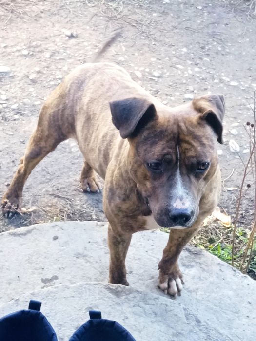 Вязка тигровый амстаф