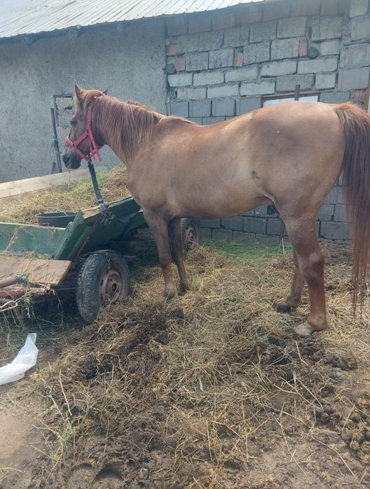 Vând cal castrat de 7 ani