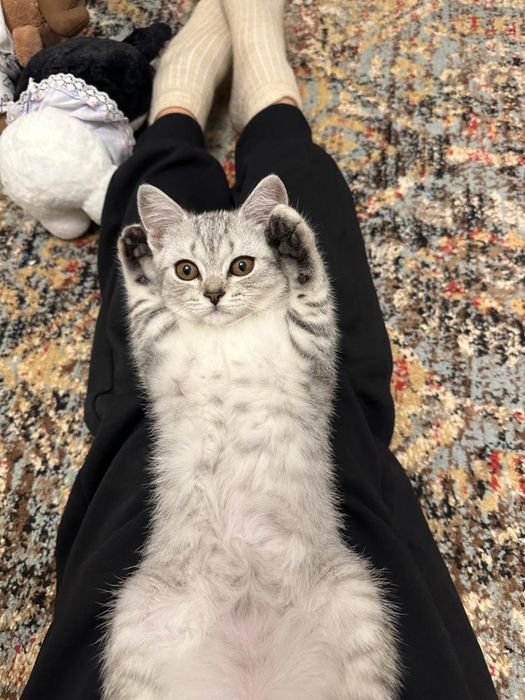 Шотландец кот, ласковый