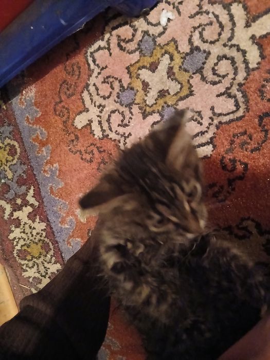 Срочно нашли кота
