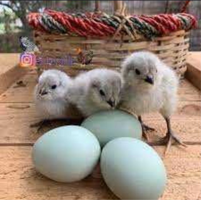 Amerikano tovuqlariga buyurtma olamiz