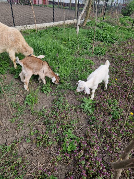 Capră tânără(prima fătare)+2 ieduti