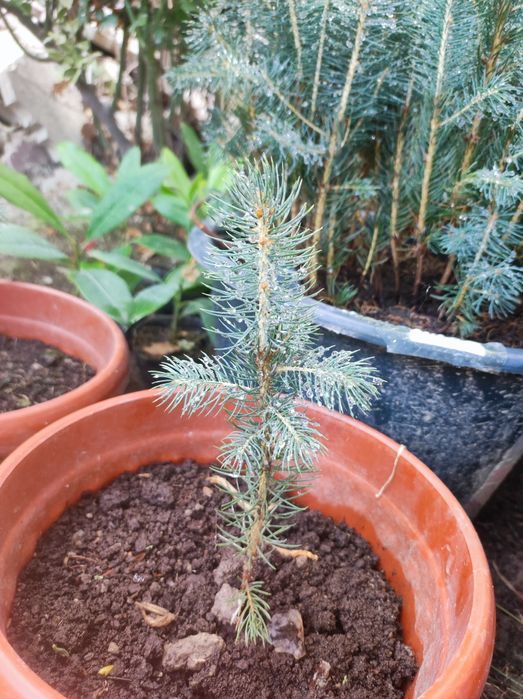 Голубая ель кўчатлари сотилади 4йиллик, 2 литрли  тувакларда