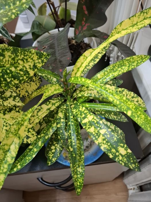 Продам домашний цветок Кротон