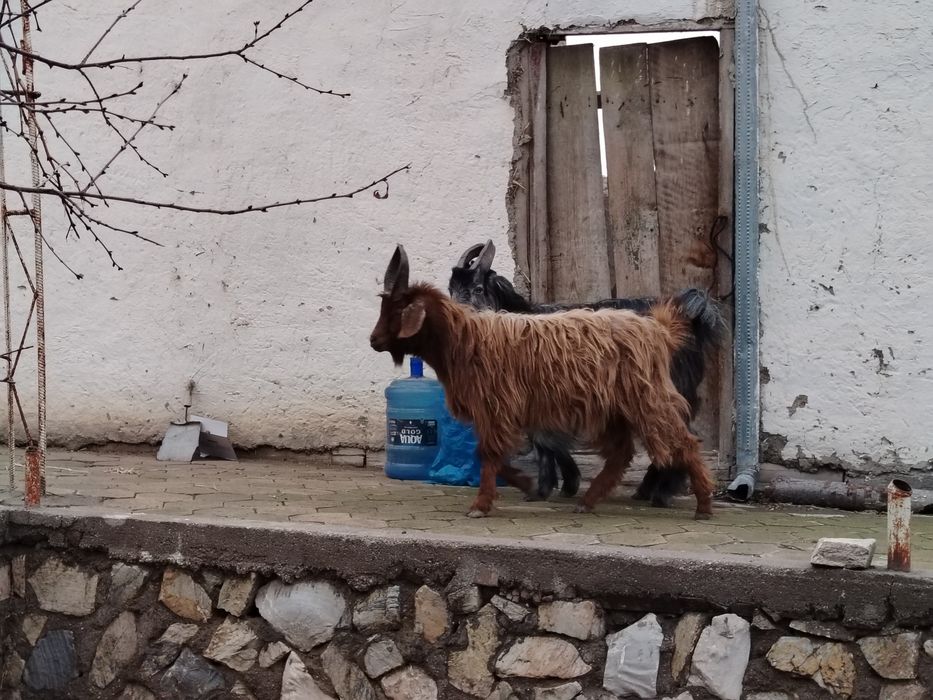 Semiz Sarka va moda qisir uloqlar sotiladi narxi