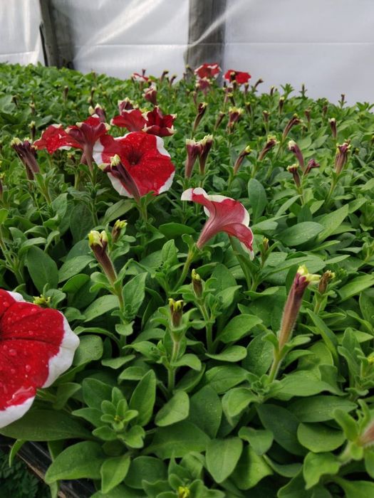 Продажа цветов петуния