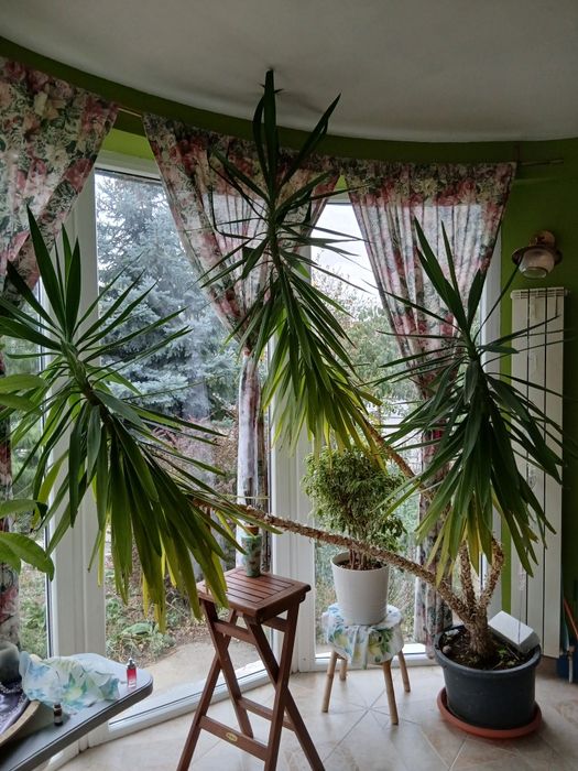 Yucca gigantea de 2.8 metri