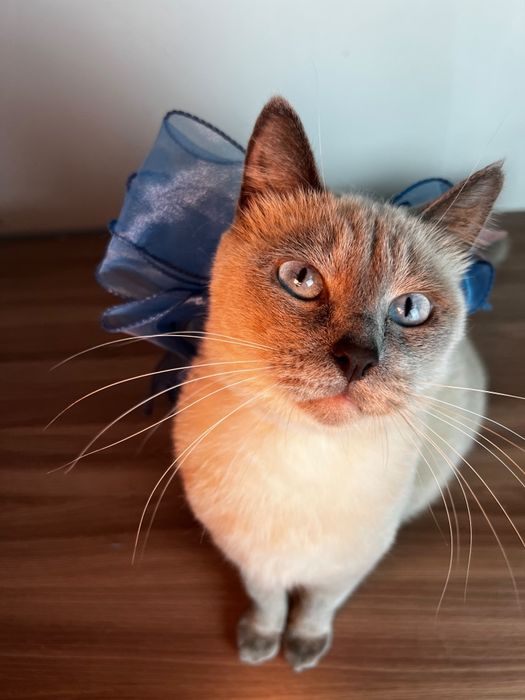 Тайская кошечка Луна