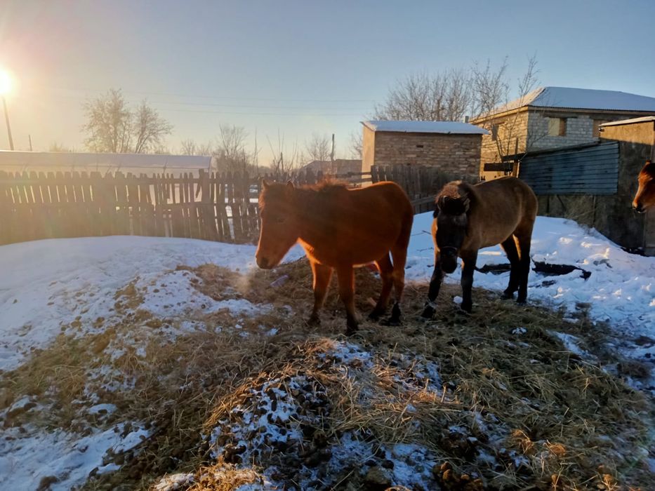 Продается тай (лошадь) по 250 тыс