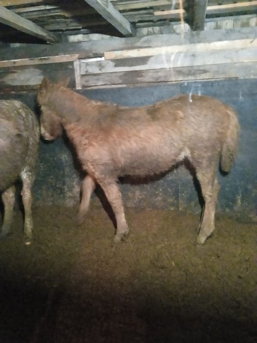 Продам лошадь на мясо