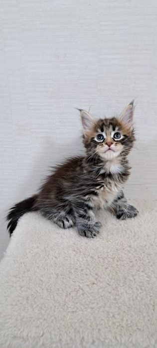 Котята Мейн куна мальчики и девочки
