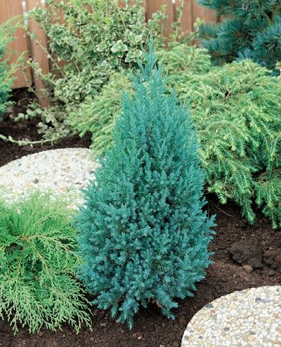 Продам сеянцы сорта СТРИКТА"