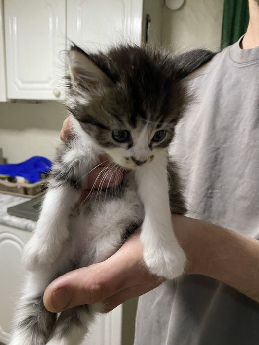Отдадим котенка в добрые руки( девочка)