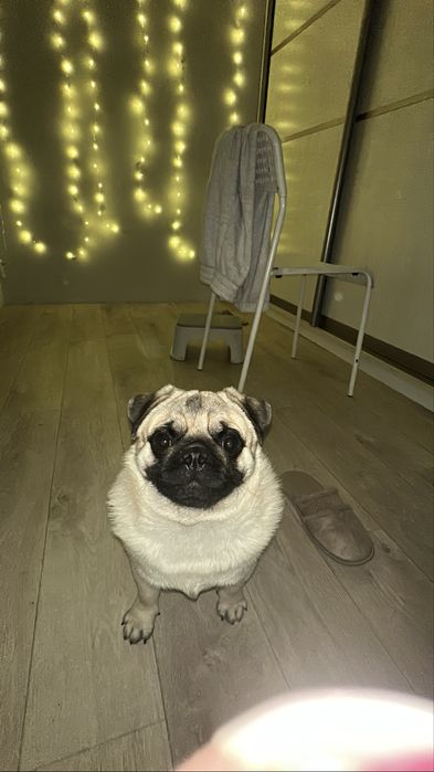 Мопс сладкий нету года