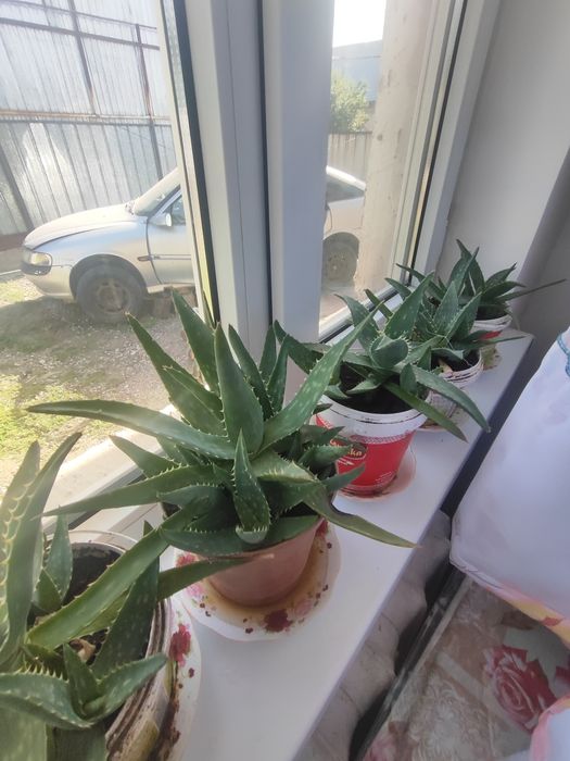 Алоэ комнатное растение