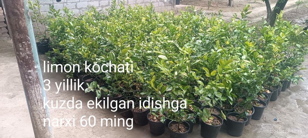 Gullagan limon koʻchatlari