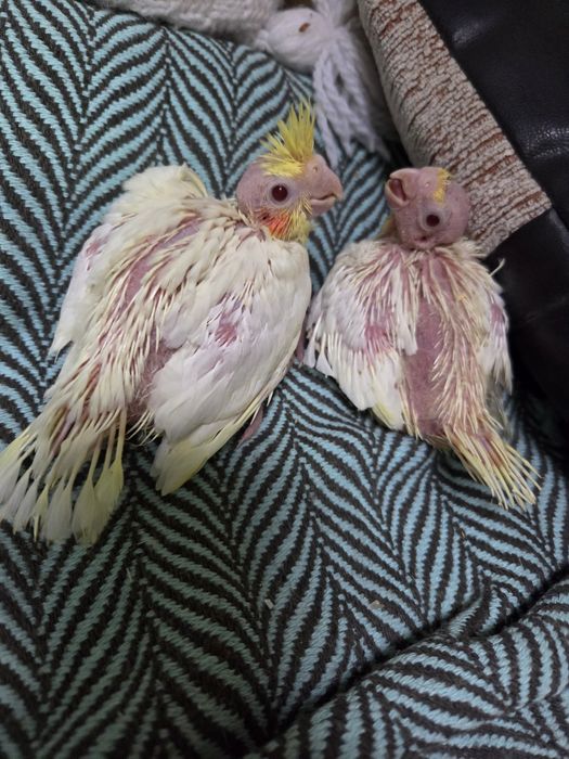 Papagali disponibili micul alexandru,rosele și nimfe