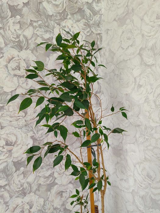 Цветы и Растения